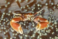 © copyright by Joachim Neumann