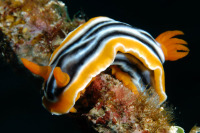 © copyright by Kurt Amsler / www.photosub.com