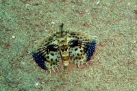 © copyright by Eveline Piaz