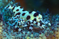 © copyright by Godehard Kopp