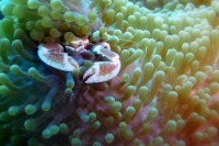 © copyright by Antje Schultner