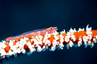 © copyright by Elmar Juenger