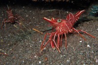 © copyright by Joachim Neumann