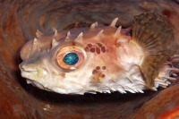 © copyright by Johannes Weber