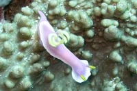 © copyright by Fabian Kaeser