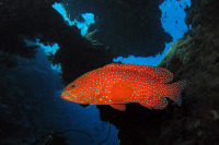 © copyright by Joachim Neumann