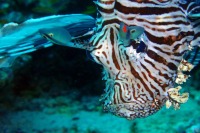 © copyright by Dominik Plieseis