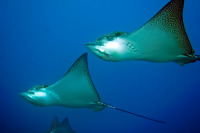 © copyright by Bettina Lichtenberg