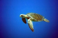 © copyright by Sch&ouml;ner Tauchen