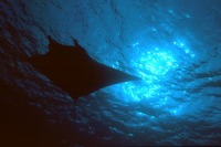 © copyright by Sch&ouml;ner Tauchen