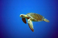 © copyright by Sch&ouml;ner Tauchen