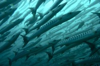 © copyright by Sch&ouml;ner Tauchen