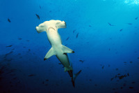 © copyright by Diversion Dive Travel