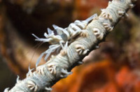 © copyright by Fish &acute;n Fins