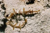 © copyright by Peter Lange