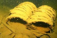 © copyright by Fish &acute;n Fins