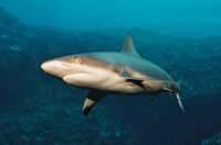 © copyright by Fish &acute;n Fins