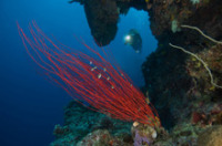 © copyright by Fish &acute;n Fins