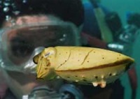 © copyright by Fish &acute;n Fins