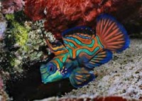 © copyright by Fish &acute;n Fins