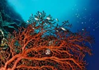 © copyright by Fish &acute;n Fins