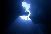 © copyright by Fish &acute;n Fins