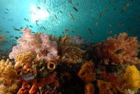 © copyright by Dream Divers Lombok