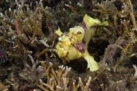 © copyright by Peter Lange for Lembeh Resort