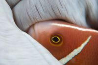 © copyright by Inge Koenen