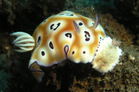 © copyright by Frank Baetz