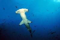 © copyright by Dirk Czerwek