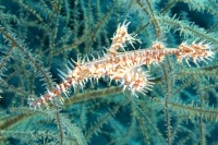 © copyright by Godehard Kopp