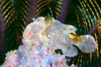 © copyright by Godehard Kopp