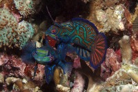 © copyright by Sch&ouml;ner Tauchen