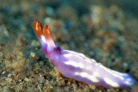 © copyright by Godehard Kopp