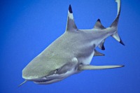 © copyright by Sch&ouml;ner Tauchen