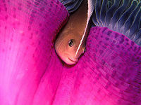 © copyright by Kalipayan Beach Resort