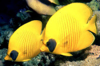 © copyright by Diversion Dive Travel