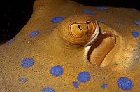 © copyright by Diversion Dive Travel