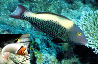 © copyright by Sinai Divers