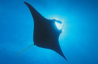 © copyright by Diversion Dive Travel