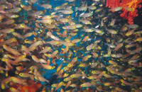 © copyright by Sinai Divers