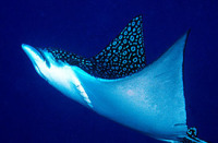 © copyright by Sinai Divers