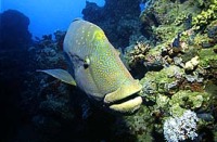 © copyright by Diversion Dive Travel