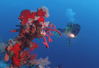 © copyright by Sinai Divers