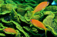 © copyright by Diversion Dive Travel