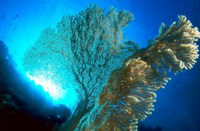 © copyright by Sinai Divers