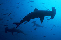 © copyright by Diversion Dive Travel