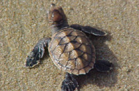 © copyright by Diversion Dive Travel