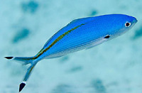 © copyright by Sinai Divers